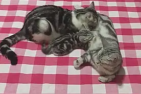 母猫在给孩子喂奶，突然感觉吸力加重，转过头一看，心凉透了图片