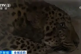杭州“瞒豹”事件，愣把所有人当傻子图片