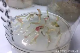 植物组培，植物快速繁殖是新型农业的致富之路，你知道吗？图片