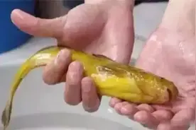 九种正在消失的河鲜, 如今有钱也吃不到正宗货图片