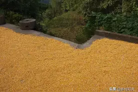 “严禁在公路上打场晒粮”背后，农民在哪里晒粮更需要解决图片