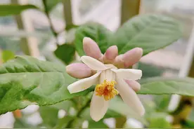 柠檬开花之后这么处理，挂果多多味道好图片