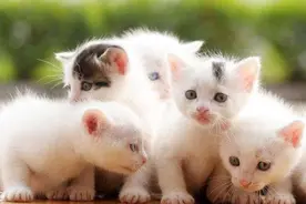 猫妈妈刚生产了小猫，出现这3种情况，铲屎官要及时介入图片