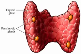 甲状腺病人越来越多，究其原因这4点，医生建议：3种保护方法图片