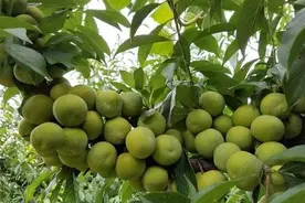 十万斤到了采摘季，却没有收购商来，农民：半个月后就烂果，着急图片