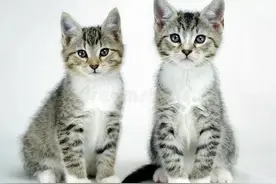 纳西族传说猫因为天女落选十二生肖，实则因为生肖产生在黄帝之前图片