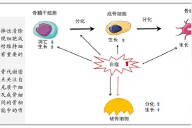 自噬在骨细胞中重要作用的最新研究进展：骨相关细胞活性和骨代谢图片