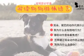 狗狗舔你代表什么？流浪狗为何爱夹着尾巴？一文读懂狗狗的肢体语图片