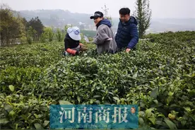 揭秘信阳毛尖价格之谜，一斤干茶成本如此，难怪低价没好茶图片