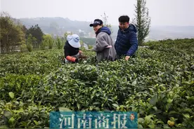 揭秘信阳毛尖价格之谜，一斤干茶成本如此，难怪低价没好茶图片