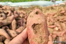 红薯地下害虫多，怎样种植没有虫眼？图片