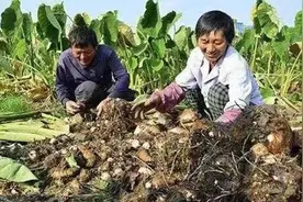 他，广西人，靠种植香芋，年入15万，再也不用外出打工了，为啥图片