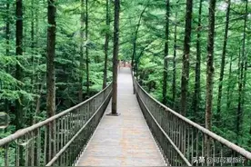 栾川龙峪湾国家森林公园-万亩森林氧吧图片