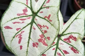 3种有毒性的植物，家里不要养！有哪些危害呢，一起看看？图片