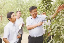 二师三十七团三连职工黄本固——好红枣找到了好销路图片