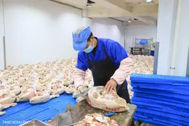 金华火腿一只上万元，现场带你走进工厂，揭秘火腿制作过程图片
