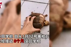 学生8个月后返校发现宠物龟已变龟壳，网友：好可怜的小乌龟图片