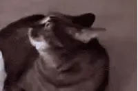 疫情两个月猎头的日常！当其他东西慢下来，你唯有让自己加速！图片