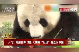 旅日20年大熊猫旦旦将回国 日本游客抽签告别图片