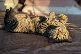 养猫人必备的养猫小妙招！专治各种“疑难杂症”图片