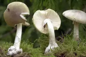 一锅毒汤倒一家6口，长沙的黄先生中招了，这些东西可别乱吃了图片