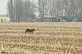 事发密山！猛虎进村了！扑向路过轿车……图片