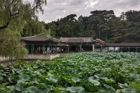 游三山五园之颐和园谐趣园，满池荷花别样的午后光影图片