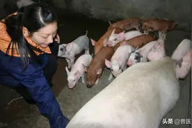 老猪倌养母猪多年总结，判定母猪最适合配种时间的方法，让猪高产图片