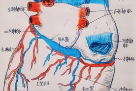 冲上热搜！兰大医学生的手绘“印刷版人体结构图”火了，网友：灵魂画手图片