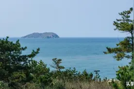 大连蛇岛为何有那么多毒蛇？不足1平方公里，隐藏近2万条毒蛇图片