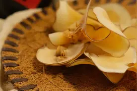 儿童夏季的清凉止咳食材——海底椰图片