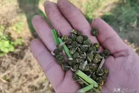 水稻稻曲病可防不可治，防治关键是选对药剂、用对时间图片