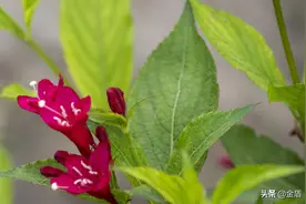 花卉摄影：红王子锦带花图片