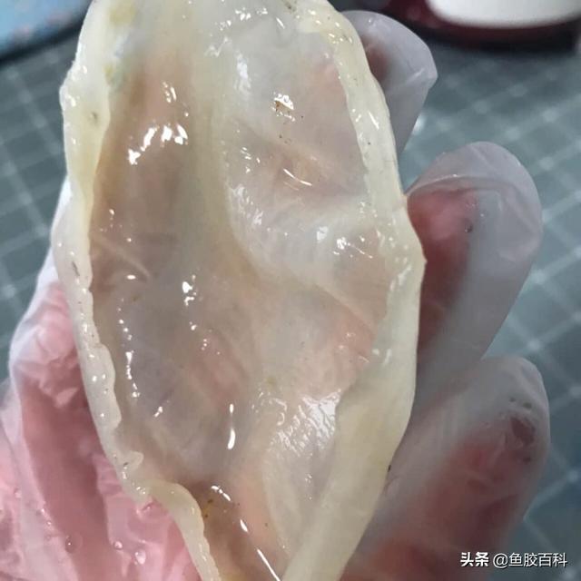花胶 冰箱 2026年花胶冰箱冻多久不能吃 花胶 冰箱 2026年花胶冰箱冻多久不能吃