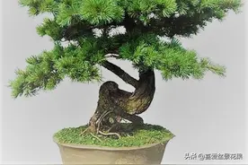 罗汉松盆景，全身都是宝图片