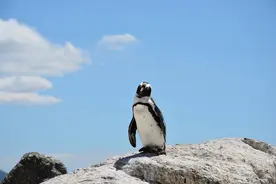 微游记12 边旅行边思考——南极企鹅为何神秘出现在非洲？图片
