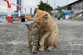 7年专拍流浪猫，他相机里的猫咪姿态各异，超有灵性图片