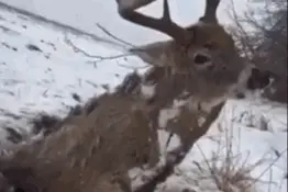 鹿被卡冰雪里冻成活标本 死前睁大眼睛努力站起来图片