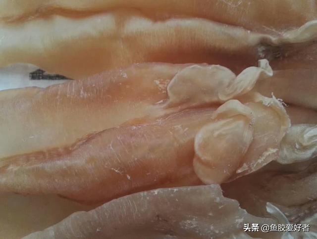 苏里南鱼胶母鱼胶怎么样 2026年苏里南鱼胶好不好