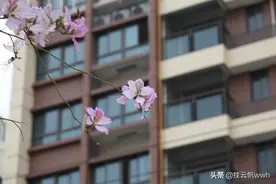 小小紫荆花开图片