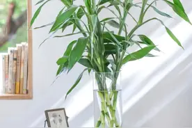富贵竹其实有3种，每种寓意不同，不要养错了图片