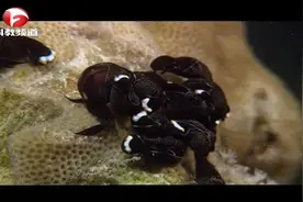珊瑚是动物还是植物？它们怎样繁衍后代吗？是卵生还是胎生视频封面