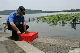 放着西湖边的湖景房不要，为啥老往城里跑？杭州鸳鸯妈妈带着9个宝宝搬家，结果自己先走了……图片