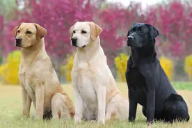 养拉布拉多犬的好处那么多，坏处就一个图片