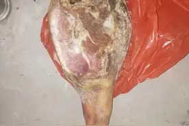 土豪是怎样喂流浪猫的？抱歉，有钱真的可以为所欲为图片