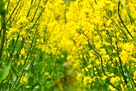 网红打卡地一一三河"福山天路"油菜花正开图片