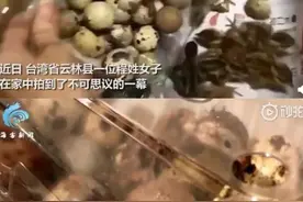 惊！买鹌鹑蛋忘记吃，过了一段时间孵出小鹌鹑，这是天气是有多热图片