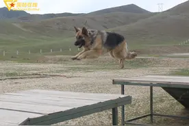 一只军犬的自述：我是一名”老兵”，卫国戍边8年啦图片