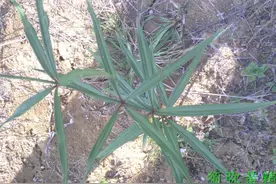 黄精基本情况概述图片