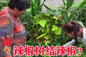 农村小伙偷偷把辣椒挂到树上，告诉媳妇结辣椒了，娘俩还信以为真视频封面